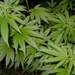 avatar grociuLBM