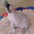 avatar Chester13