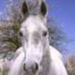 avatar Konik1992