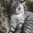 avatar XWIOLA